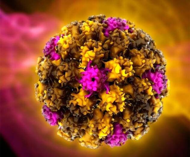 Human papilloma viruses