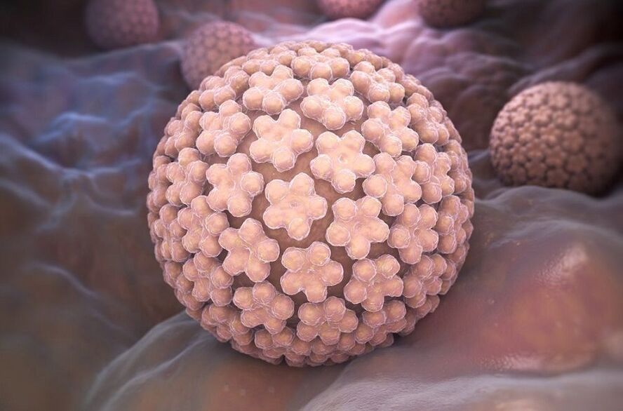 human papillomavirus that causes warts