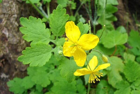 Wart celandine plant